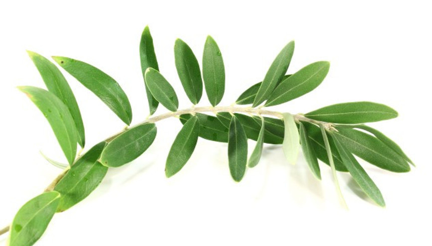 Zeytin Yaprağının Faydaları Nelerdir Zeytin Yaprağı Nasıl Kullanılır