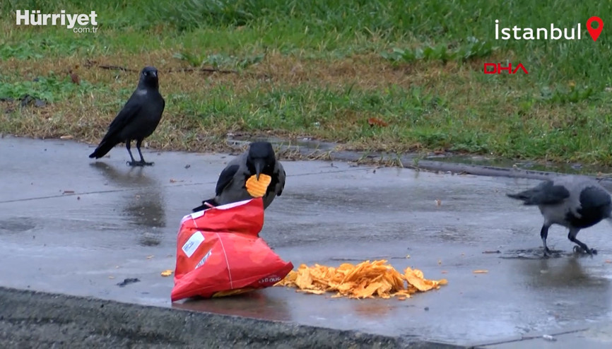 Kargaların görülmeye değer cips ziyafeti