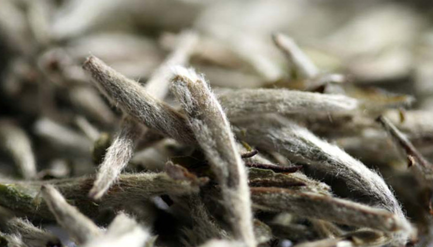 Virüs ve bakterilere karşı etkisi çok kuvvetli... Beyaz çayın faydaları neler Virüs ve bakterilere karşı etkisi çok kuvvetli... Beyaz çayın faydaları neler