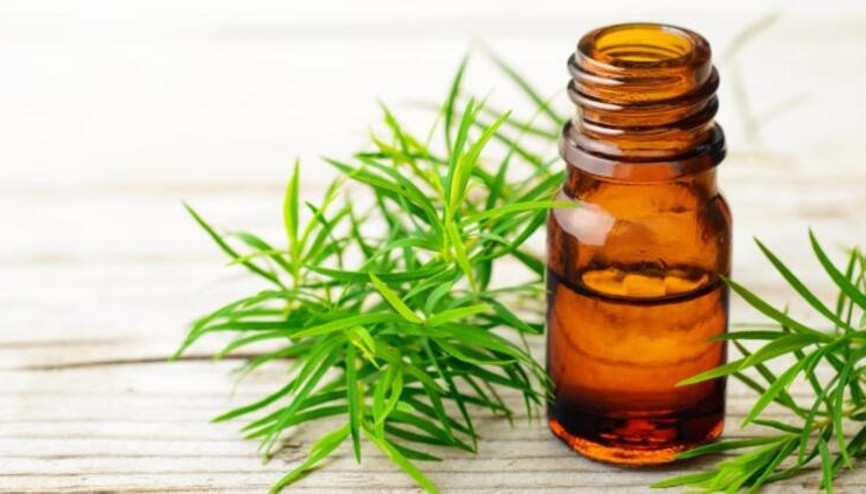 Hint yağı nedir ve ne işe yarar İşte merak edilen ayrıntılar