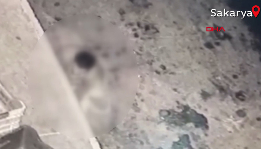 Sakaryada köpeğe taciz anı kameralara yansıdı