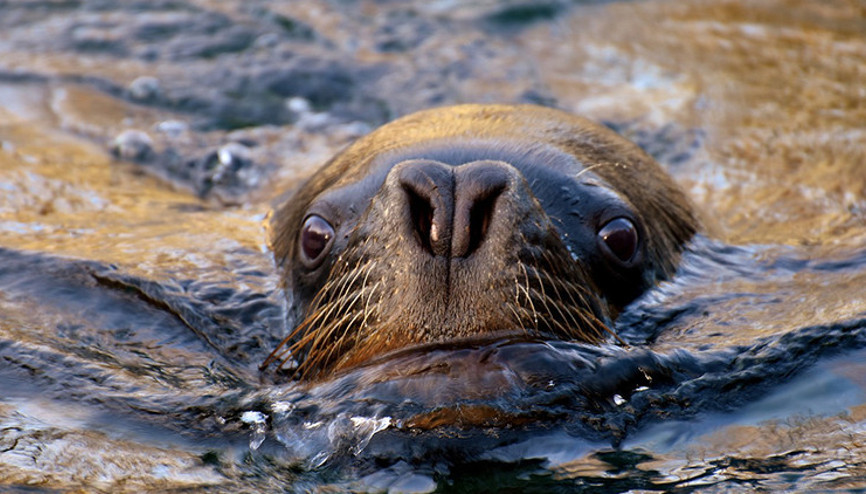 Nesli tükeniyor... Deniz aslanına tüberküloz teşhisi koyuldu