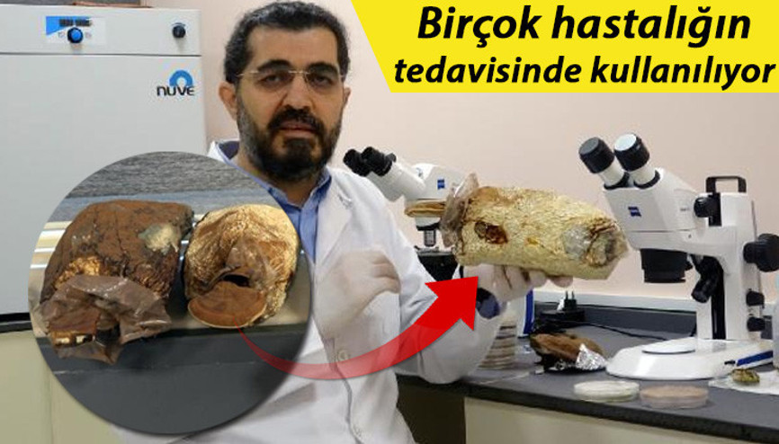 Ölümsüzlük mantarı Türkiyede üretildi Fiyatı dudak uçuklattı... Ölümsüzlük mantarı Türkiyede üretildi Fiyatı dudak uçuklattı...