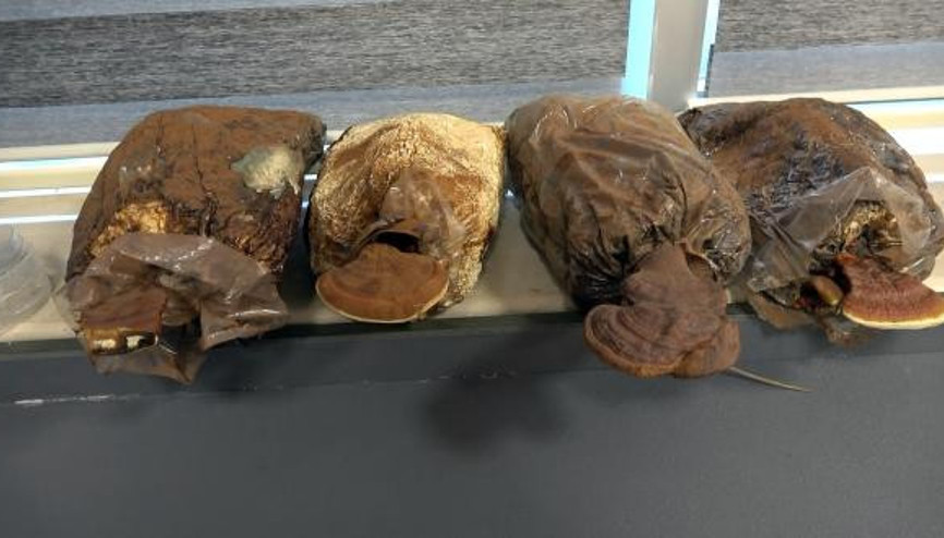 Reishi mantarı Türkiyede üretildi Fiyatı dudak uçuklattı...