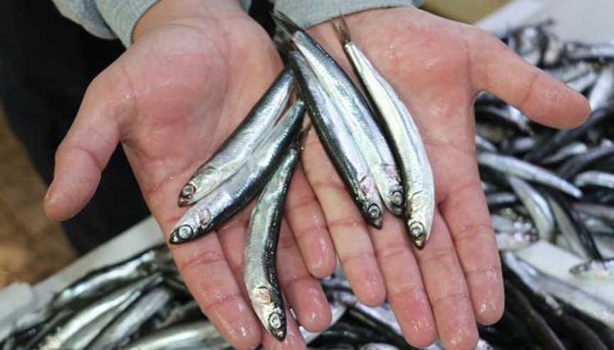 Hamsi avı yasağının 1 yıl uzatılması çağrısı