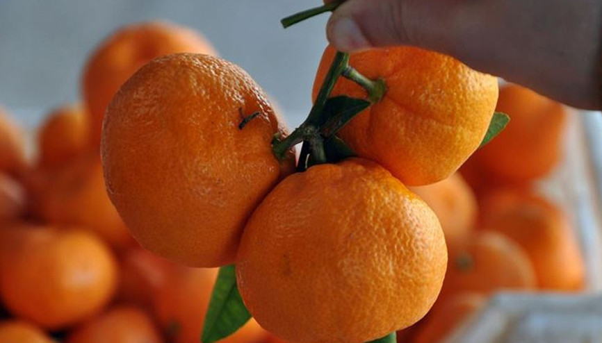 Narenciye ihracatını 2020de mandalina sırtladı