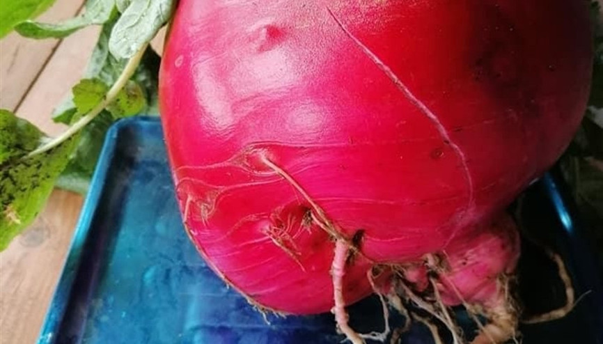 Üreticisi bile gözlerine inanamadı Tam 6,5 kilo ağırlığında