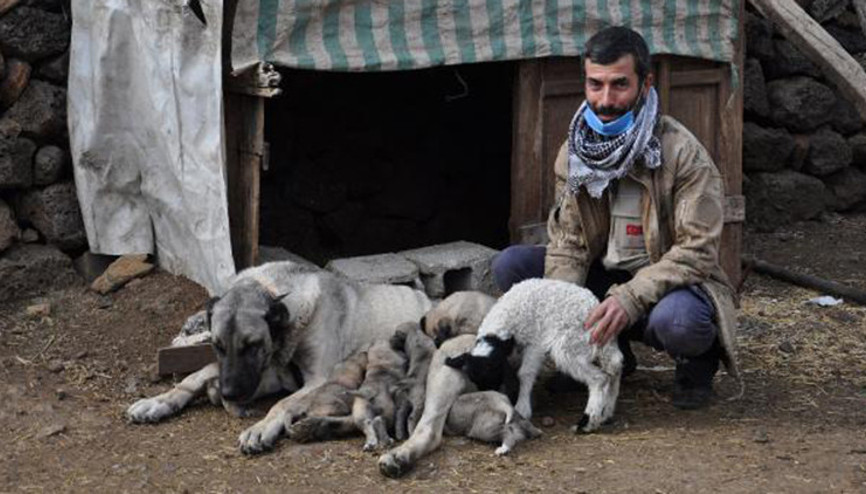 Kangal köpeği, kuzuya annelik yapıyor