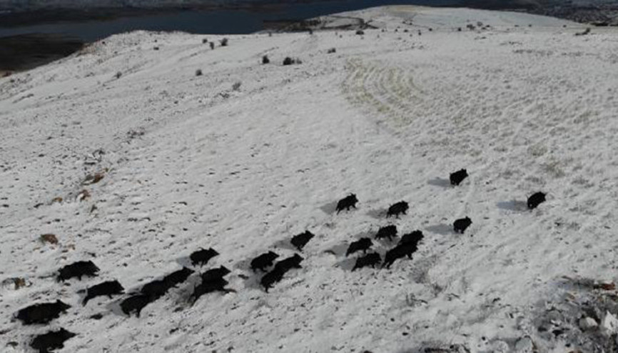Elazığda yaban domuzu sürüsü, havadan görüntülendi Elazığda yaban domuzu sürüsü, havadan görüntülendi