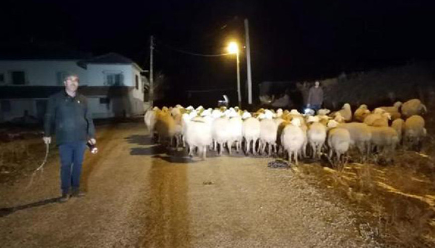 Çobanın dağda kaybettiği koyunları jandarma buldu