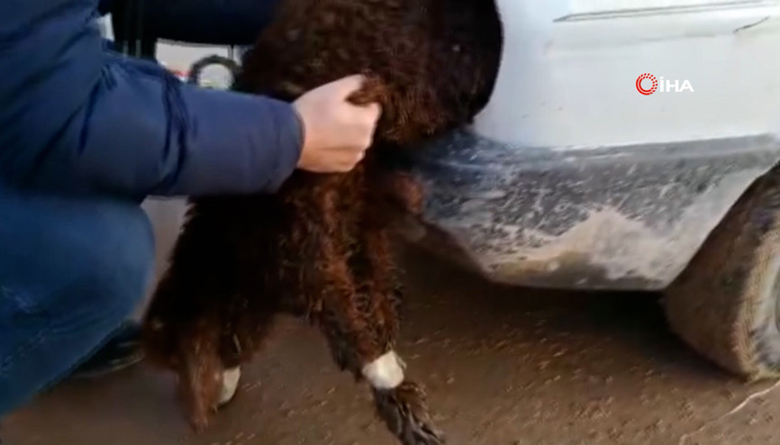 İnanılmaz olay Kuzuların ağzını ve ayaklarını bantlayıp otomobilin farında gümrükten geçirmeye çalıştılar