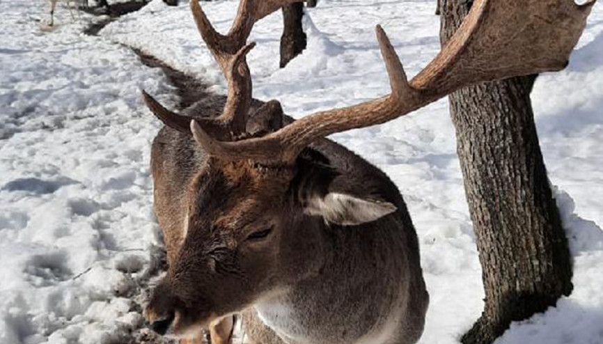 Ormanya’da yaban hayatı canlanacak