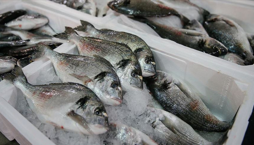 Muğladan 78 ülkeye balık ihraç edildi