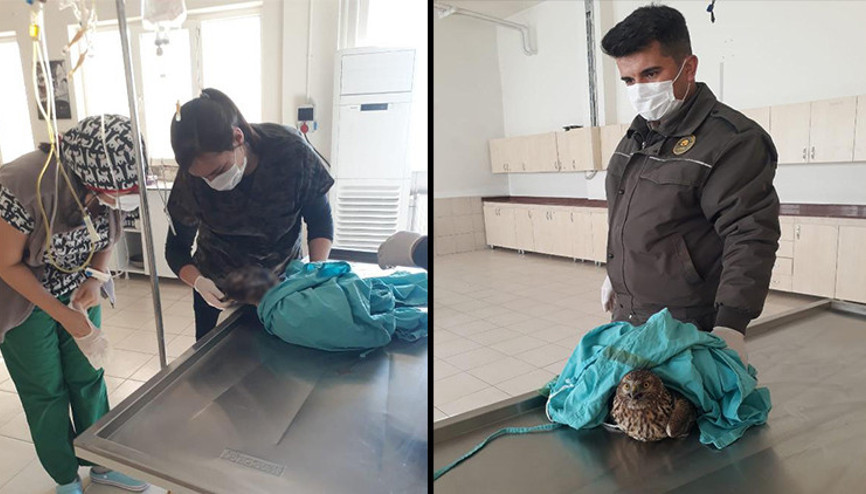 Jandarmanın yaralı bulduğu kızıl şahin tedaviye alındı