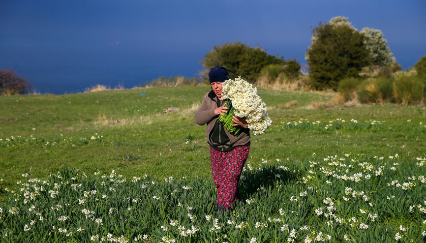 Karaburun Yarımadasında yetişiyor Taleplere yetişemiyorlar...