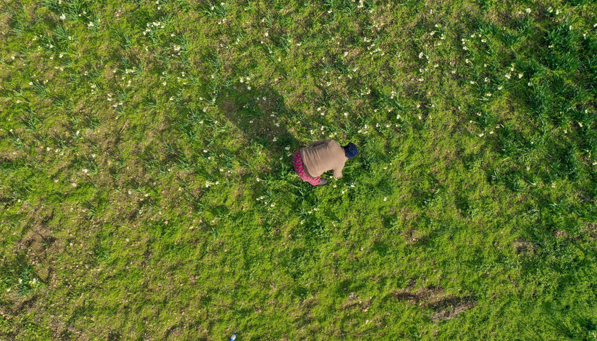 Karaburunda yetiştirilen nergiste talebe yetişemiyorlar