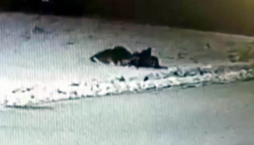 Aç kurtlar, ilçe merkezinde köpeği boğdu