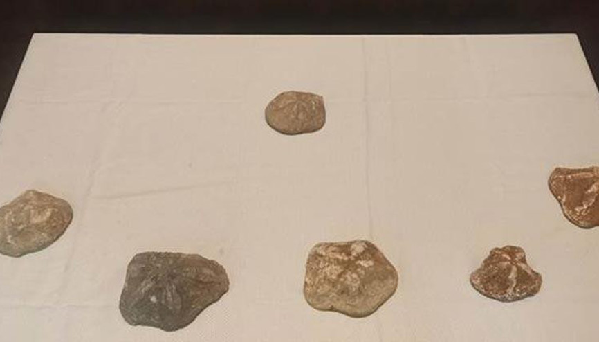 2 milyon yaşında olduğu değerlendirilen 6 deniz yıldızı fosili ele geçirildi