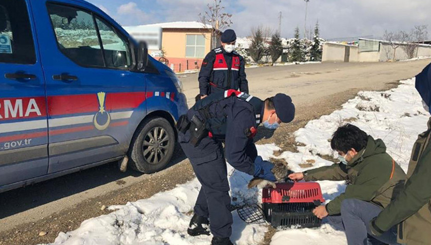 Bitkin haldeki baykuş koruma altına alındı