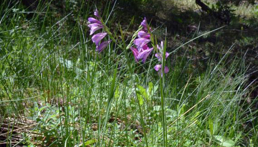 Boluda yeni bitki türü keşfedildi Dünyada sadece Aladağlarda yetişiyor