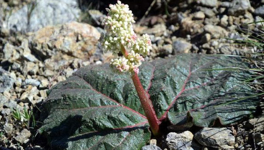 Adıyamanda yeni bitki türü keşfedildi
