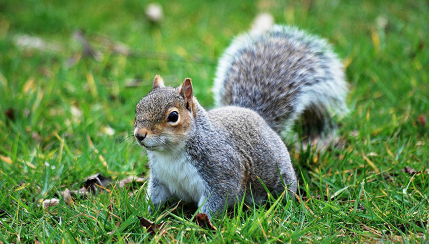 İngilterede tuhaf proje: Sincaplara doğum kontrol hapı