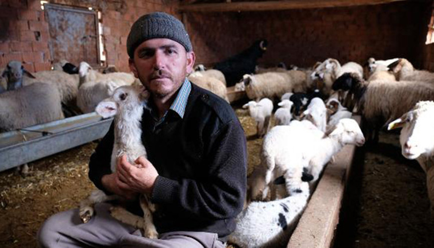 Kuzuları biberonla besliyorlardı, çalınan koyunlarından 60ı bulundu