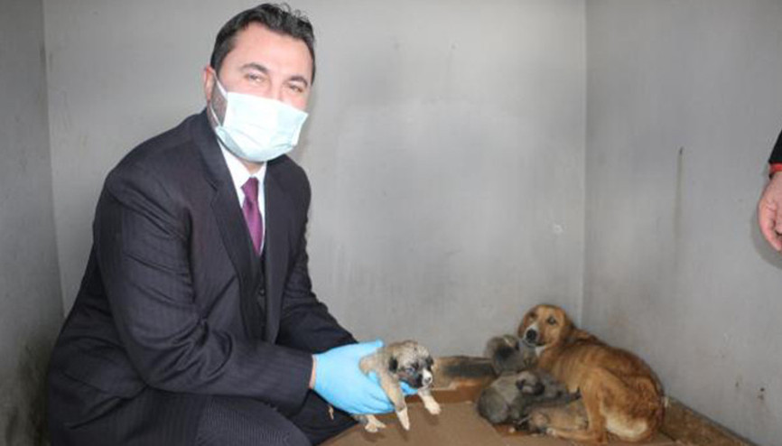 Donmak üzereyken bulunan köpek ve 8 yavrusuna belediye sahip çıktı