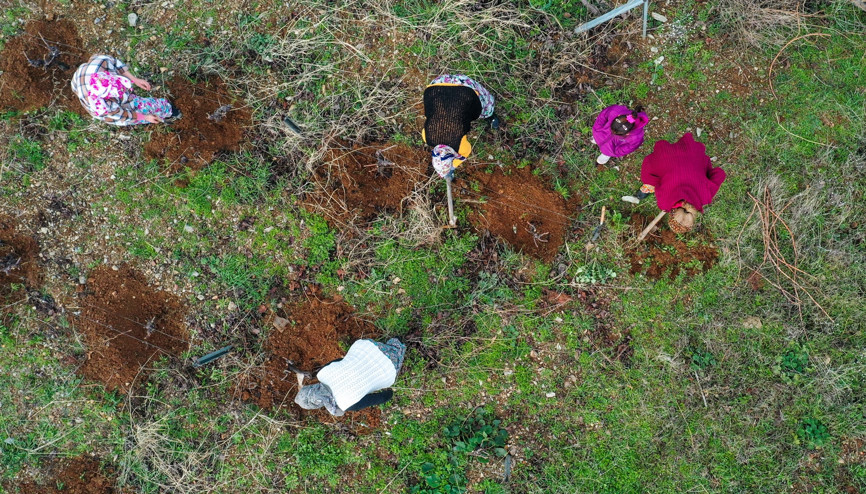 İzmirin tescilli Kavacık üzümünde yeni sezon hazırlıkları başladı