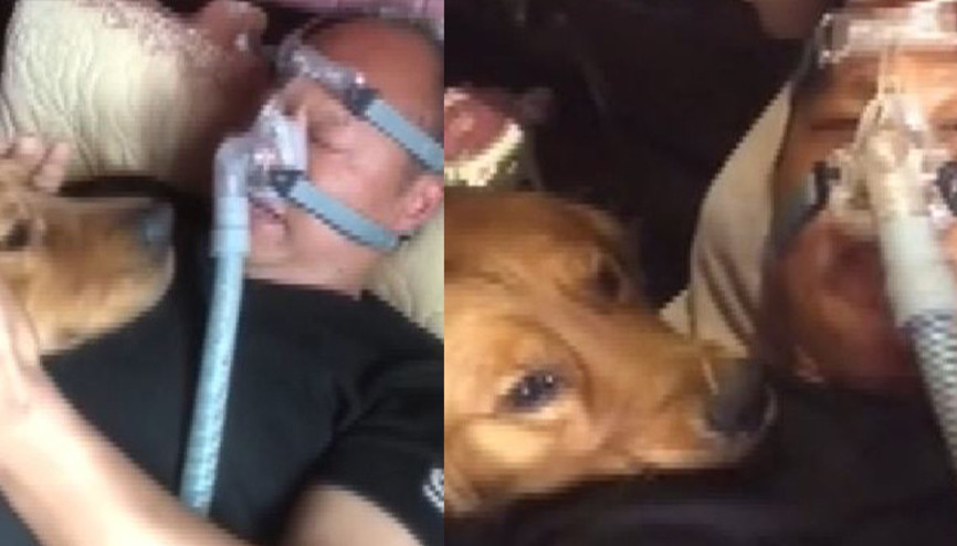 Çin’de köpeğin hasta sahibine olan vefası duygulandırdı