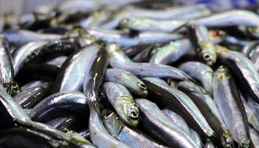 Etkili lodos tezgahtaki balığa yansıdı