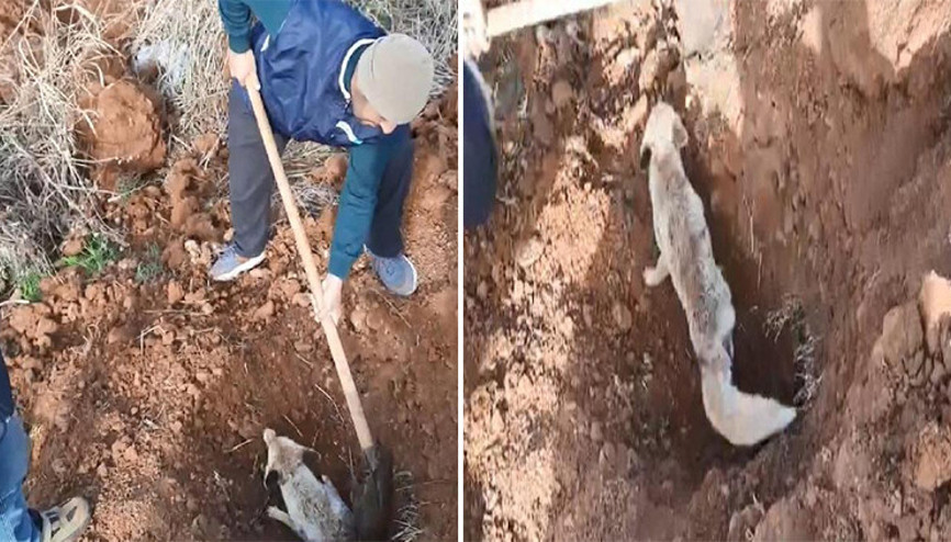 Çöken yuvasında mahsur kalan tilki kurtarıldı
