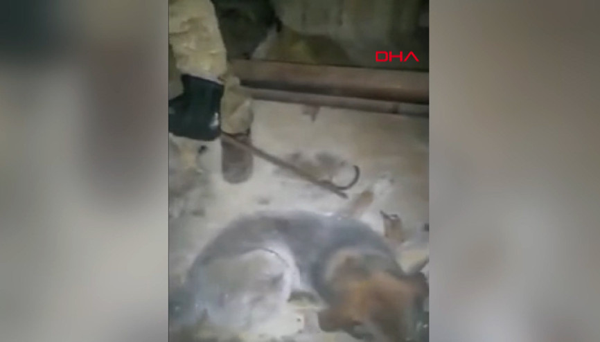 Rusyada -54 derecede buz tutan köpek böyle kurtarıldı