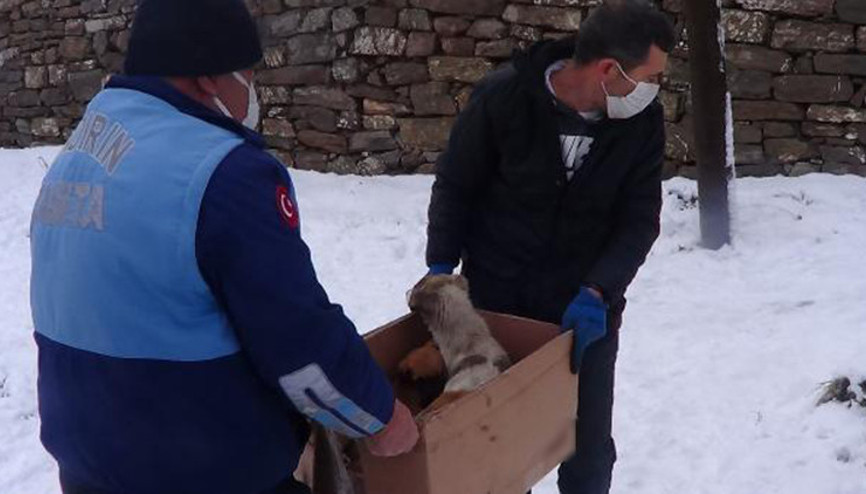 Donmak üzereyken bulunan köpek ve 6 yavrusu kurtarıldı