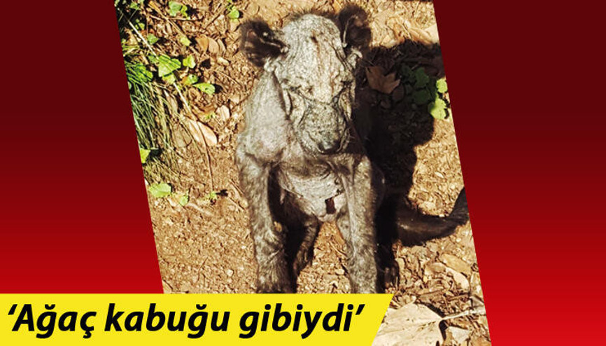 Joker şimdi kendisine bakacak bir hayat arkadaşı arıyor