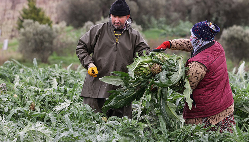 İzmirde enginar hasadı başladı Üreticilerin yüzü gülüyor