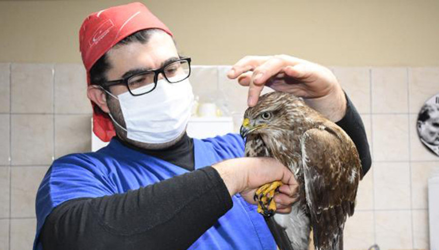 Vatandaşın bitkin halde bulduğu şahin, tedaviye alındı