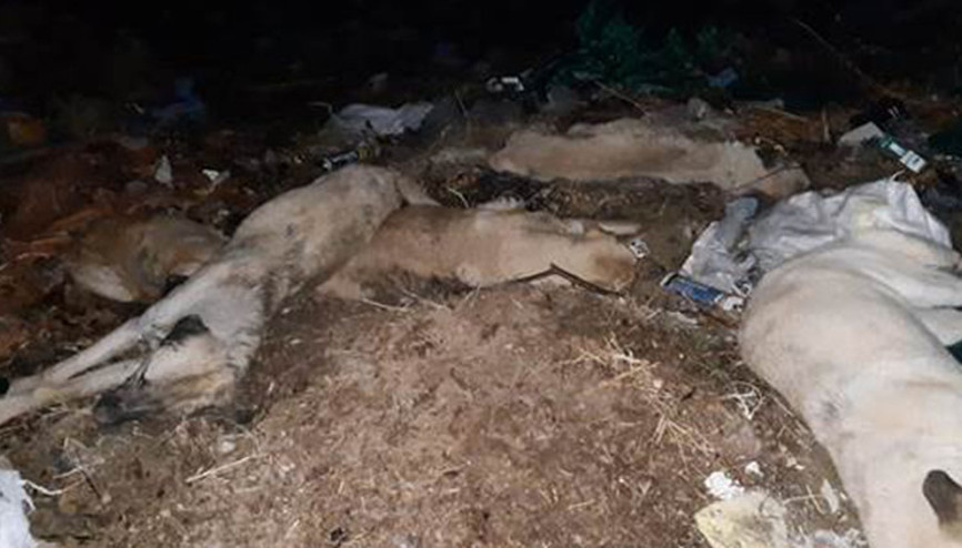 Nevşehirde sokak köpeklerini ayaklarından bağlayıp zehirlediler