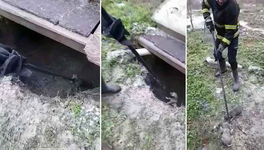 Rögardaki donmak üzere bulunan 5 yavru köpek kurtarıldı