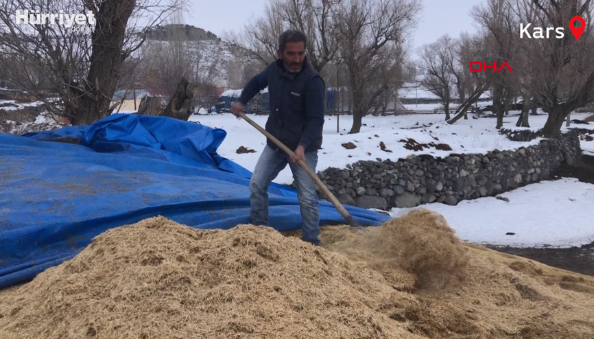 Kışın yemek için samanlıkta sakladığı karpuzlar çürüdü