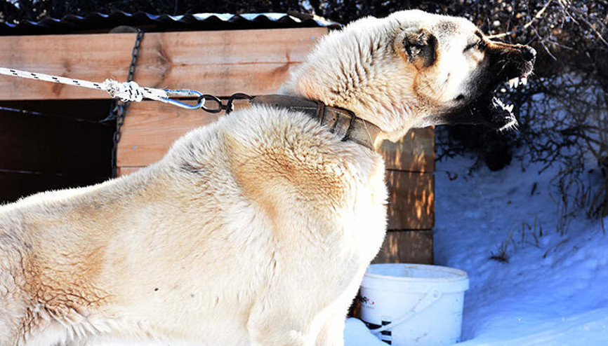 Kurtlara karşı 3 kangal köpeği önerisi Kurtlara karşı 3 kangal köpeği önerisi