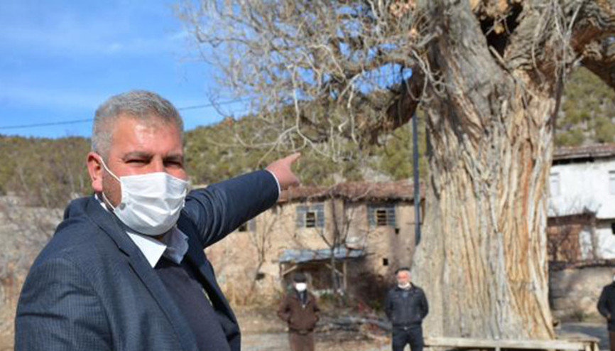 Tokattaki 7 asırlık kavak ağacına koruma talebi