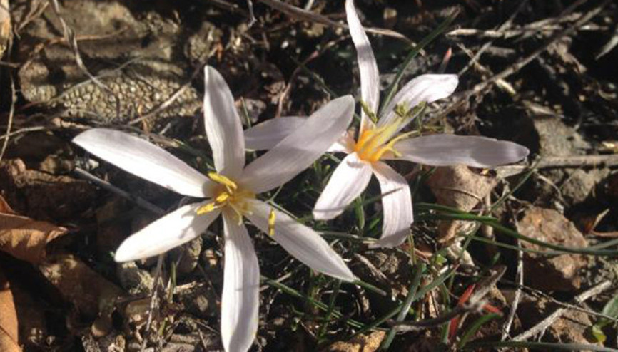 Baharın müjdecisi kardelenler erken açtı