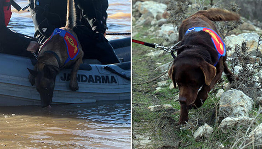 Suda kadavra arama köpekleri Mavi ve Negro ilki başardı