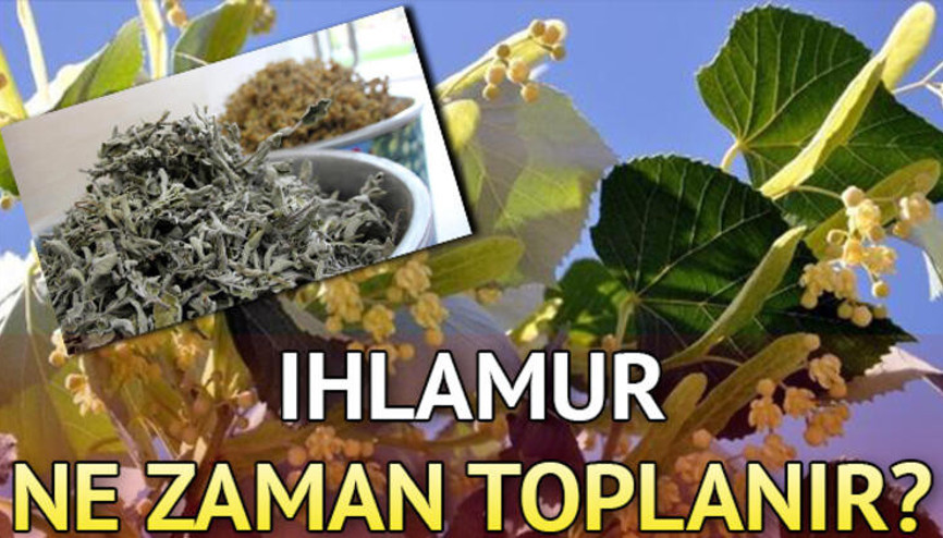 Ihlamur ne zaman çiçek açar ve ne zaman toplanır