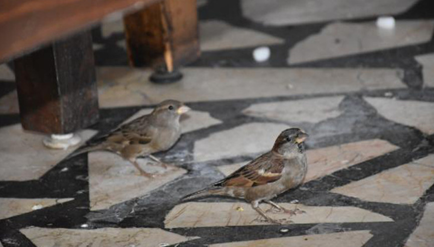 Karda yiyecek bulamayan serçeler, dinleme tesisini mesken tuttu Karda yiyecek bulamayan serçeler, dinleme tesisini mesken tuttu