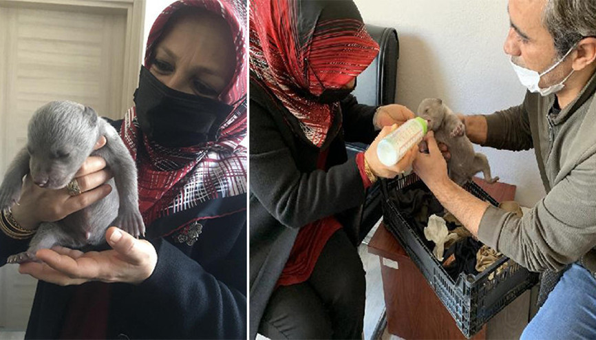 İşçilerin bulduğu yavru ayı korumaya alındı