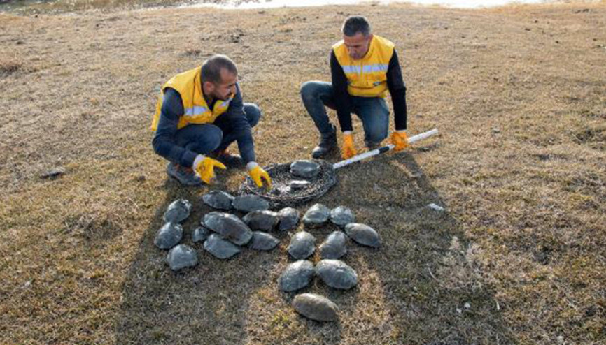 Dere ıslah çalışmasında fark edilen su kaplumbağaları, sulak alana taşındı