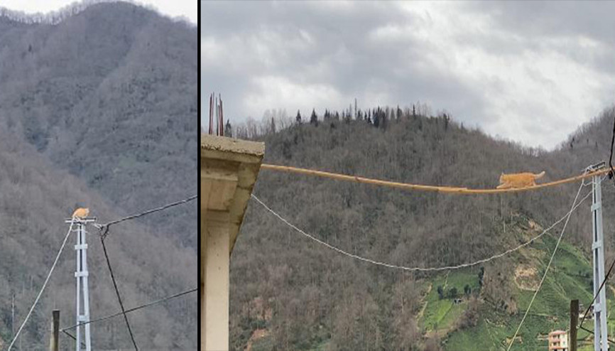 Rizede elektrik direğinde mahsur kalan kedi kurtarıldı