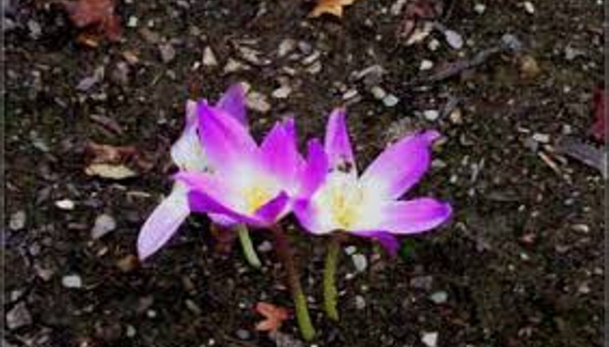 İbn-i Sinanın sihirli ilacı olarak bilinen kolşisin nedir, ne işe yarar İşte kolşisin kullanım alanları İbn-i Sinanın sihirli ilacı olarak bilinen kolşisin nedir, ne işe yarar İşte kolşisin kullanım alanları